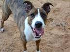 Adopt GIGI a American Staffordshire Terrier