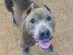 Adopt COCO a American Staffordshire Terrier