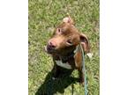 Adopt HAZEL a American Staffordshire Terrier