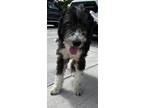 Adopt LUNA a Poodle, Labrador Retriever