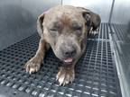 Adopt LOTUS a American Staffordshire Terrier