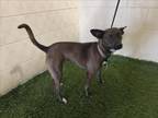 Adopt A1198779 a Whippet, Mixed Breed