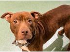 Adopt TINKERBELL a Pit Bull Terrier