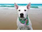 Adopt NIRVANA a Labrador Retriever, Mixed Breed