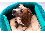 Adopt SUKI a Labrador Retriever, Mixed Breed