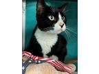 Adopt EMMA a Domestic Short Hair