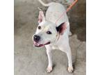 Adopt NALA a Pit Bull Terrier