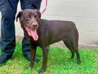 Adopt KUROMI a Labrador Retriever