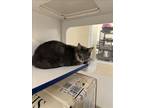 Adopt CORALINE a Domestic Short Hair