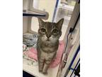 Adopt SOCKEE a Domestic Short Hair