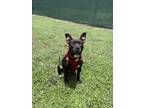 Adopt BELLA a Pit Bull Terrier
