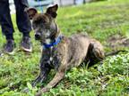 Adopt GILLIAN a Pit Bull Terrier