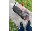 Adopt JELLYBEAN a Pit Bull Terrier