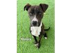 Adopt MONICA a Pit Bull Terrier, Mixed Breed
