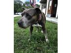 Adopt GRETAL a Pit Bull Terrier