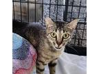 Adopt Cabin Cove a Domestic Short Hair