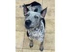 Adopt GG a Australian Cattle Dog / Blue Heeler
