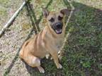 Adopt ROXY a German Shepherd Dog