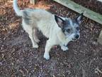 Adopt MAXIE a Rat Terrier