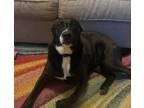 Adopt Abby a Labrador Retriever