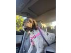 Adopt Clover a Labrador Retriever