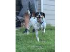 Adopt Pebbles a Beagle