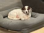 Adopt Sammy a Beagle