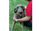 Adopt Prissy a Labrador Retriever