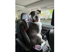 Adopt Lisa Marie **NEED FOSTER** a Pit Bull Terrier, Labrador Retriever