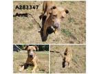 Adopt ANNA a Mixed Breed