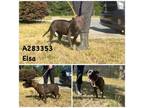 Adopt ELSA a Pit Bull Terrier, Mixed Breed