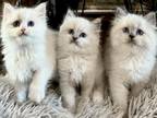 Purrdoll 3 Week Persian Ragdoll Litter
