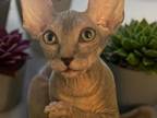 Chip The Gray Tabby Sphynx Kitten