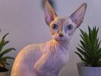 Pi Day Sphynx Kittens Male And Females
