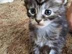 Maine Coon Kittens