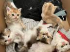 British Shorthair Kitten