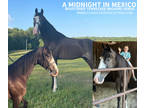 Registered Black Roan Tennessee Walking Horse