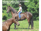 Kid Safe Registered Kentucky Mtn Mare