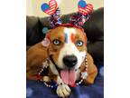 Adopt Queenie a Pit Bull Terrier