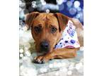 Adopt Mable a Terrier