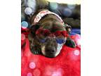 Adopt Camren a Boxer