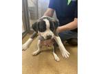 Adopt FRANCESCA a Pit Bull Terrier, Staffordshire Bull Terrier