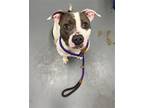 Adopt SHEBA a Pit Bull Terrier