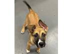 Adopt THUMBELINA a German Shepherd Dog, Mixed Breed