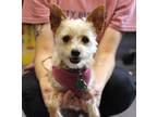 Adopt Jazz a Yorkshire Terrier, Terrier