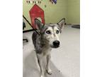 Adopt ABIGAIL GAIL a Siberian Husky