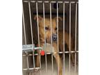 Adopt NALA CUMMINS a Pit Bull Terrier