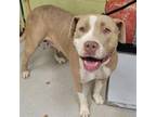 Adopt AZUL a Pit Bull Terrier