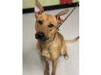 Adopt LIBBY a German Shepherd Dog, Mixed Breed