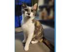 Adopt GABBY a Domestic Short Hair